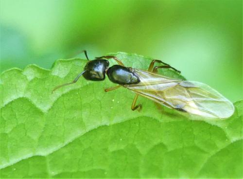 Camponotus fallax